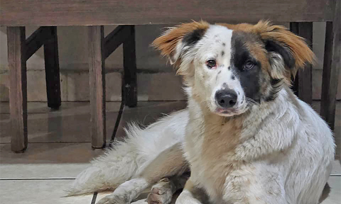 Llama a proteger del frío a animales de compañía; Gobierno de Hermosillo