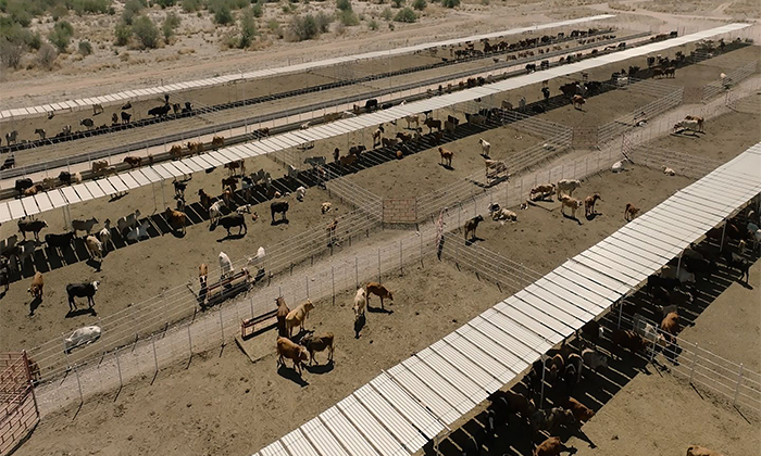 Transformarán actividad ganadera en Sonora