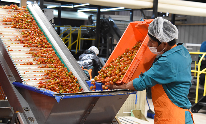 Destacan recuperación del tomate rojo en el sur del estado
