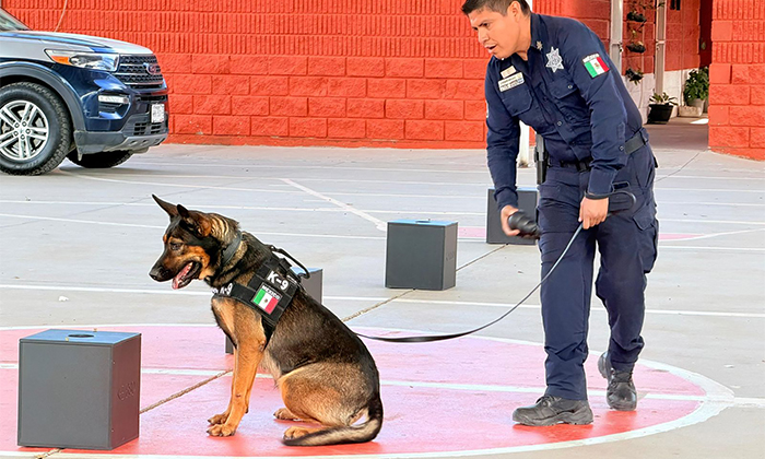 Destaca PESP labor de binomios K-9 en distintos operativos en Sonora