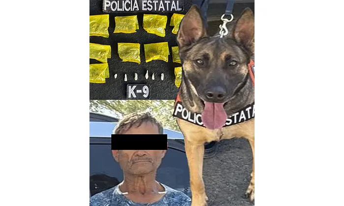 Sorprende binomio K-9 a presunto “tirador” en la colonia Tierra Nueva