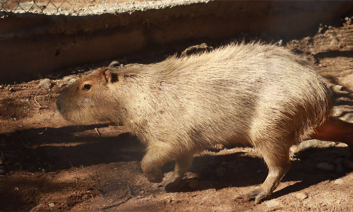 Buscarán “novia” a capibara para reproducción en el Centro Ecológico