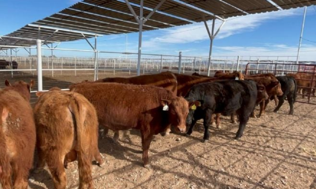 Autoridades del gobierno de México entregan 67 sementales a ganaderos sonorenses