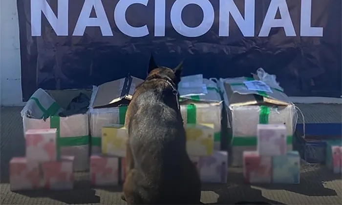 Aseguran más de mil 600 vapeadores en empresa de mensajería