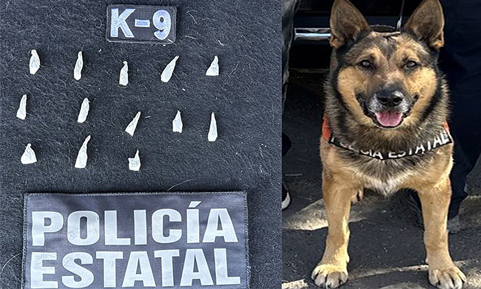 Detecta binomio canino a presunto narcomenudista