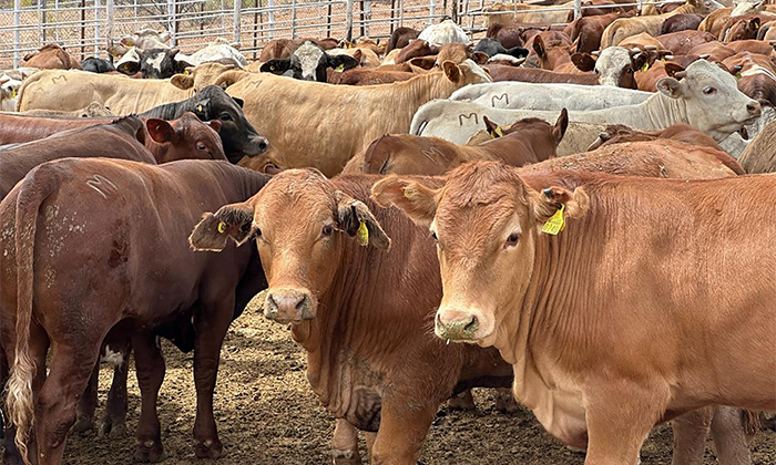 Fábrica de moscas estériles en EU beneficia a Sonora