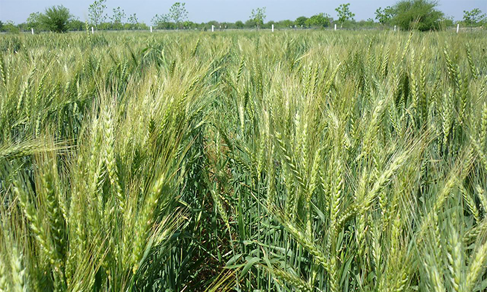 Avanza pago de precios de garantía al trigo panificable en el estado