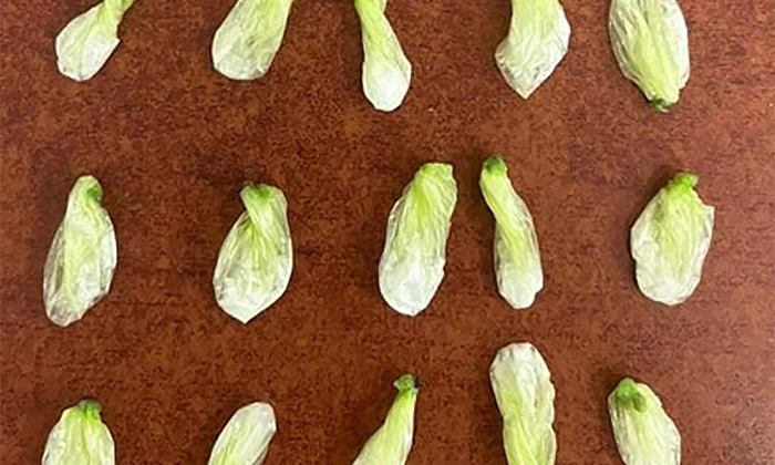 Ponen tras las rejas a dos presuntos narcomenudistas