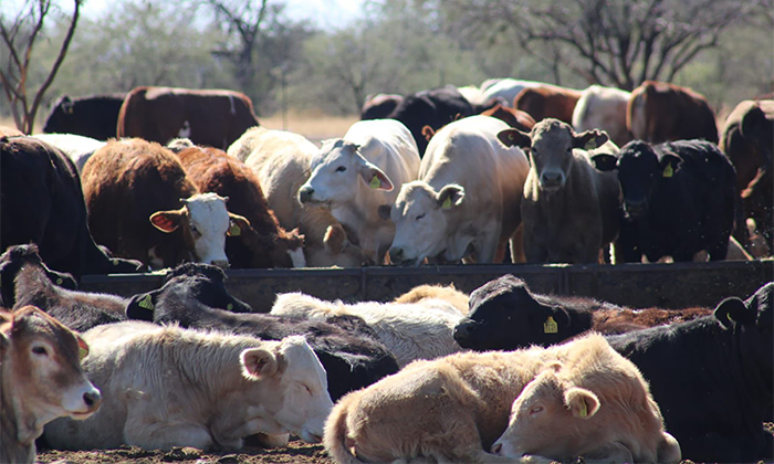 Sonora está libre de gusano barrenador