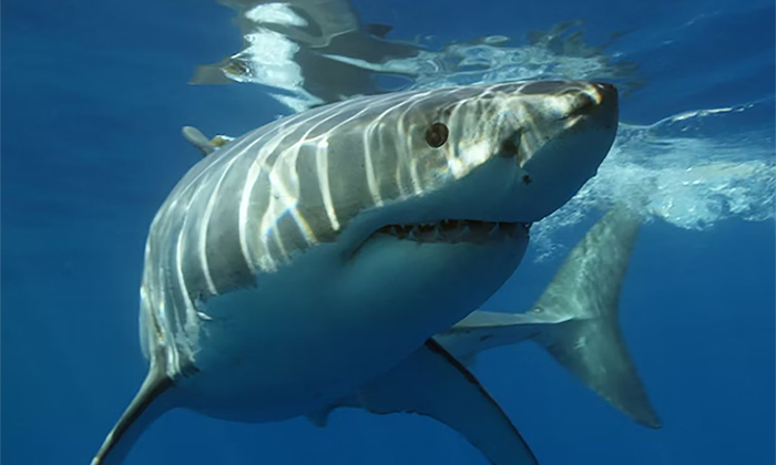 Alerta por avistamiento de un tiburón en Yavaros