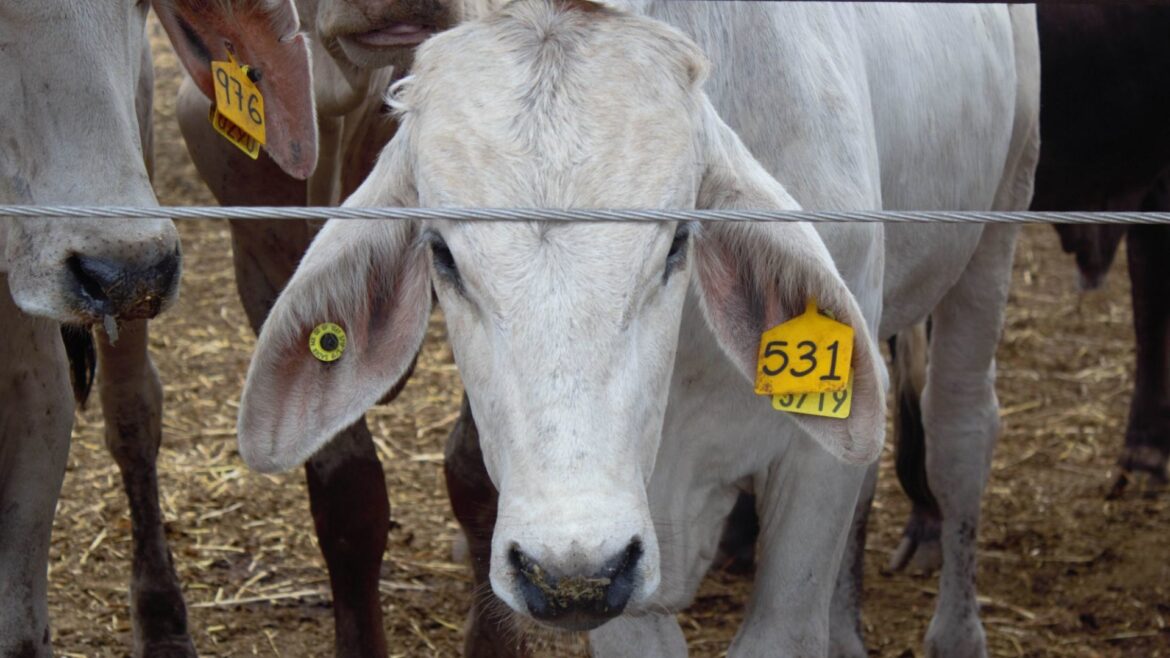 México avanza en control del gusano barrenador