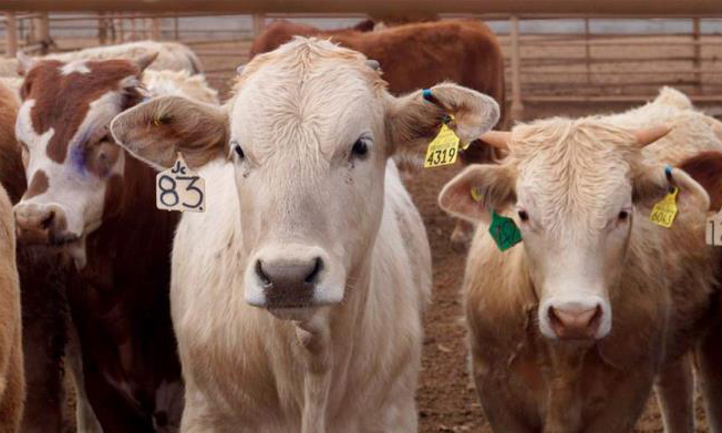 Intensifican apoyos a ganaderos sonorenses ante cierre fronterizo