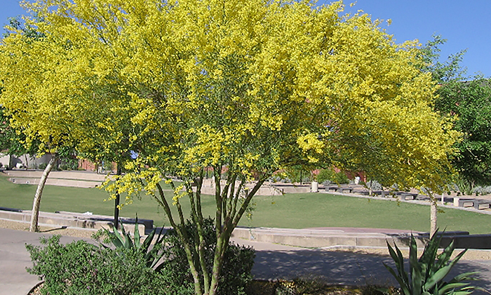 Invita a concurso de fotografía “El Sol del Desierto”