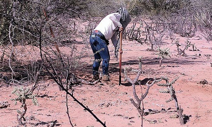 Realizan procesamiento pericial de restos óseos en Guaymas