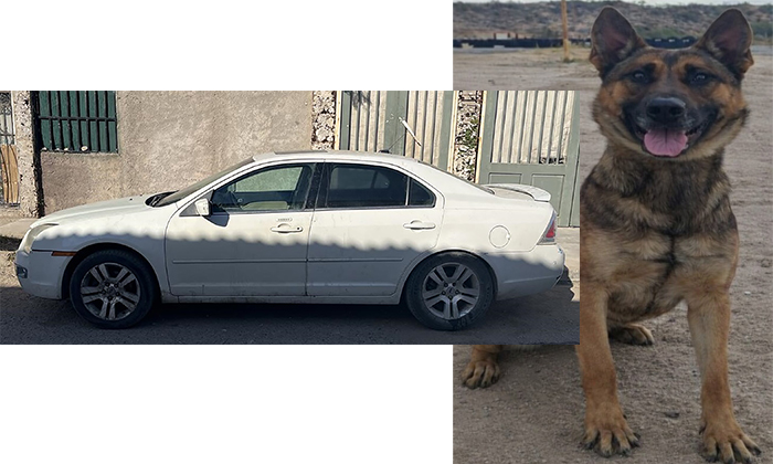 Detectan automóvil con reporte de robo; Unidad K-9 de la Policía Estatal