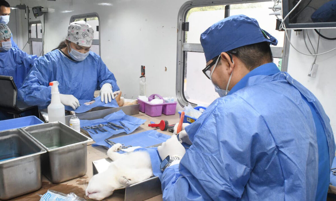 Ayuntamiento de Hermosillo llama a esterilizar a animales de compañía