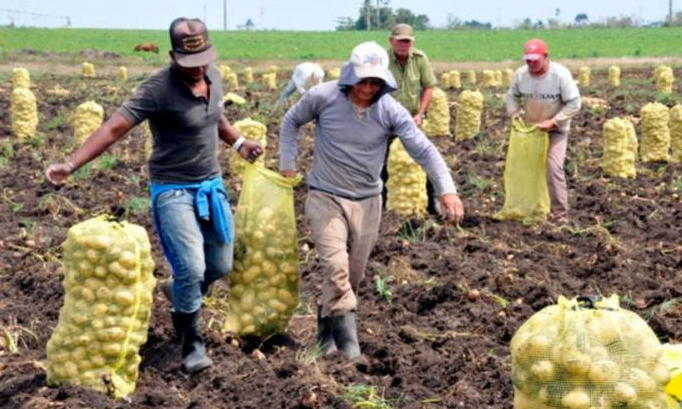 Aporta Sonora 25% de producción nacional de papa: Titular de Sagarhpa