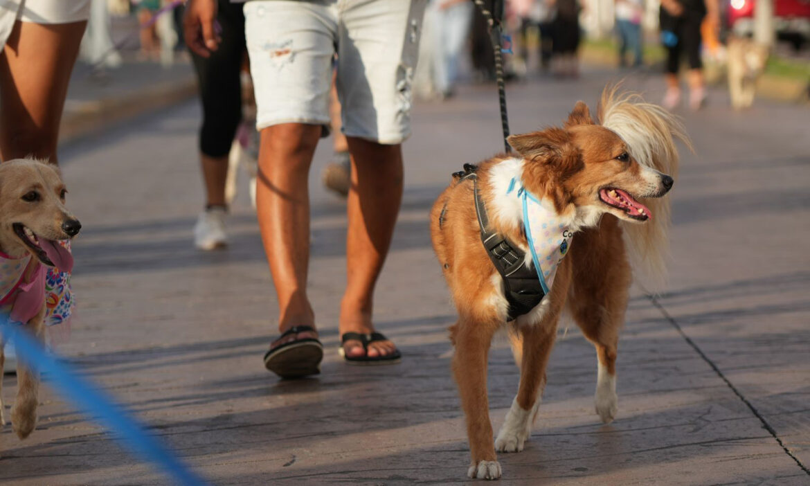 Autoridades municipales realizarán caminata a favor de animales de compañía