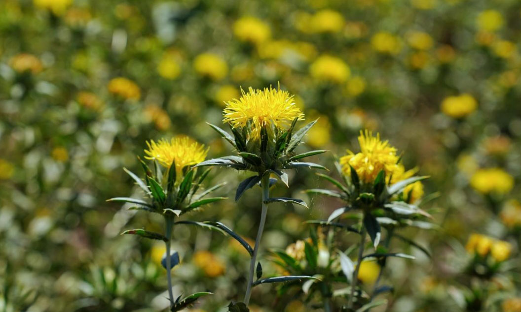 Impulsa siembra de cártamo al sur de Sonora como alternativa por falta de agua
