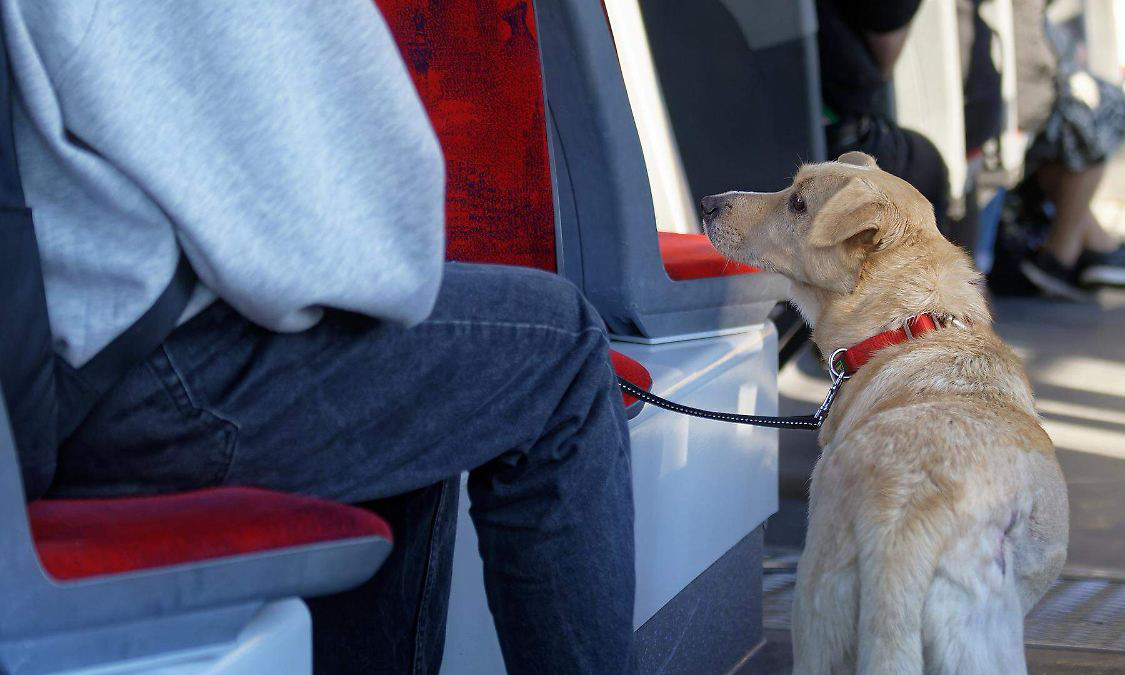 Gobierno de Hermosillo invita a un paseo diferente en el “DogeBus”
