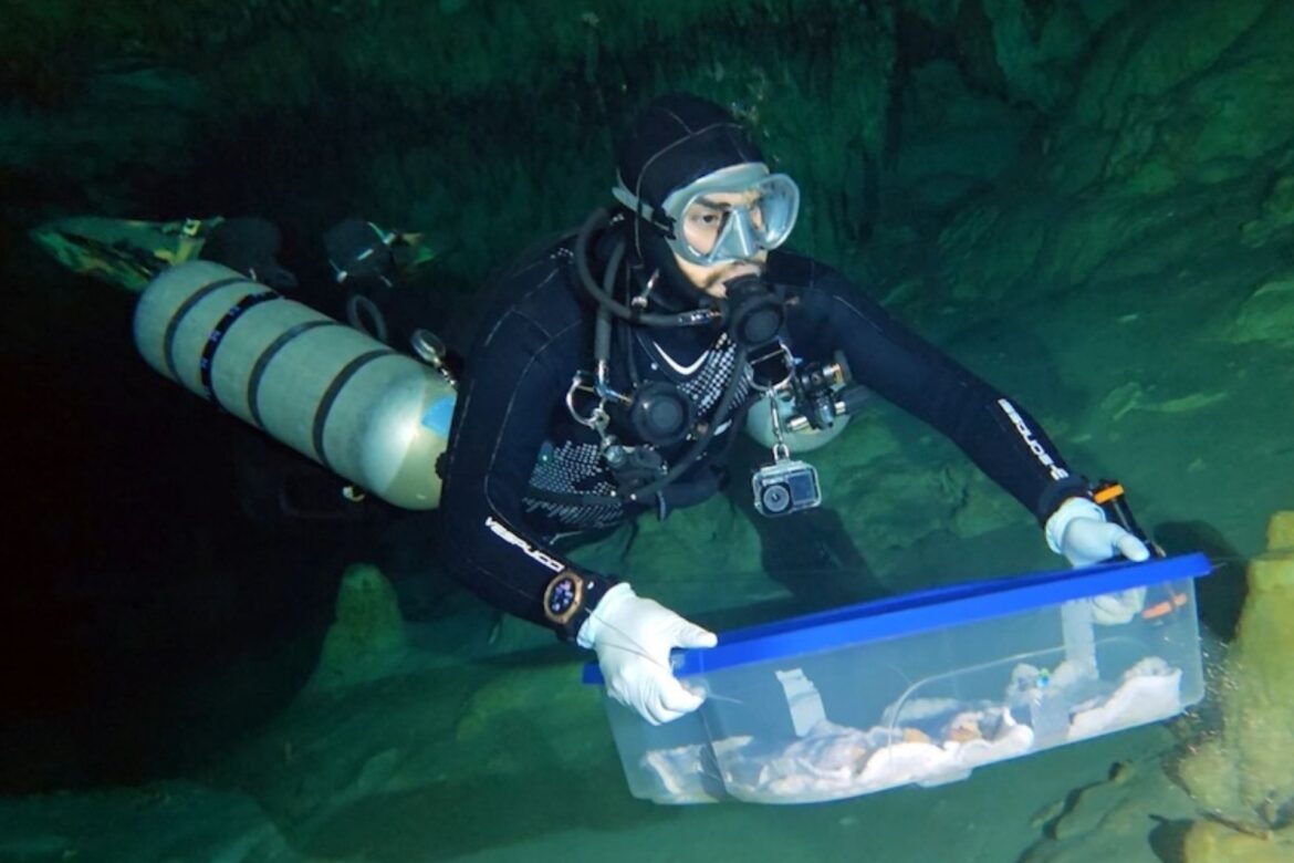 Fósiles milenarios de Quintana Roo llegan a CDMX para su análisis científico