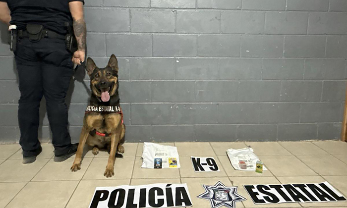 Hallan vapeadores con droga en paquetería tras acciones de binomio K-9