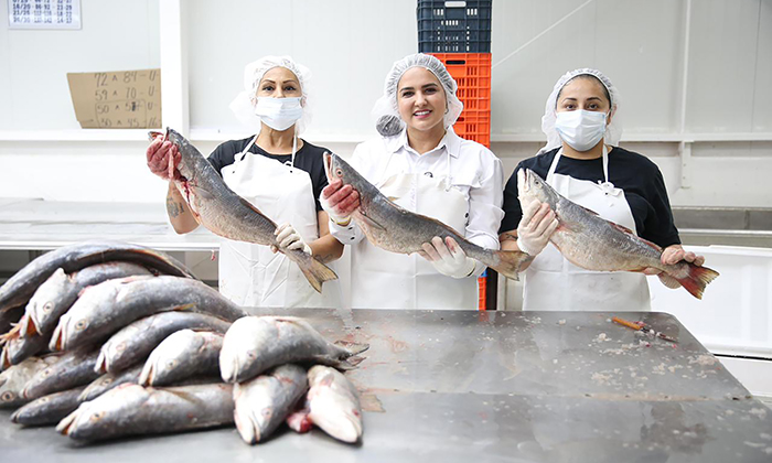 Inician programa de comercialización de curvina golfina; Autoridades de Sagarhpa