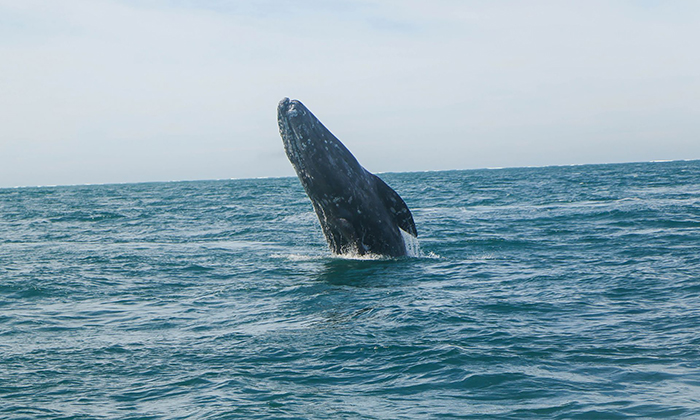 Falla juez a favor de ballenas en Golfo de California