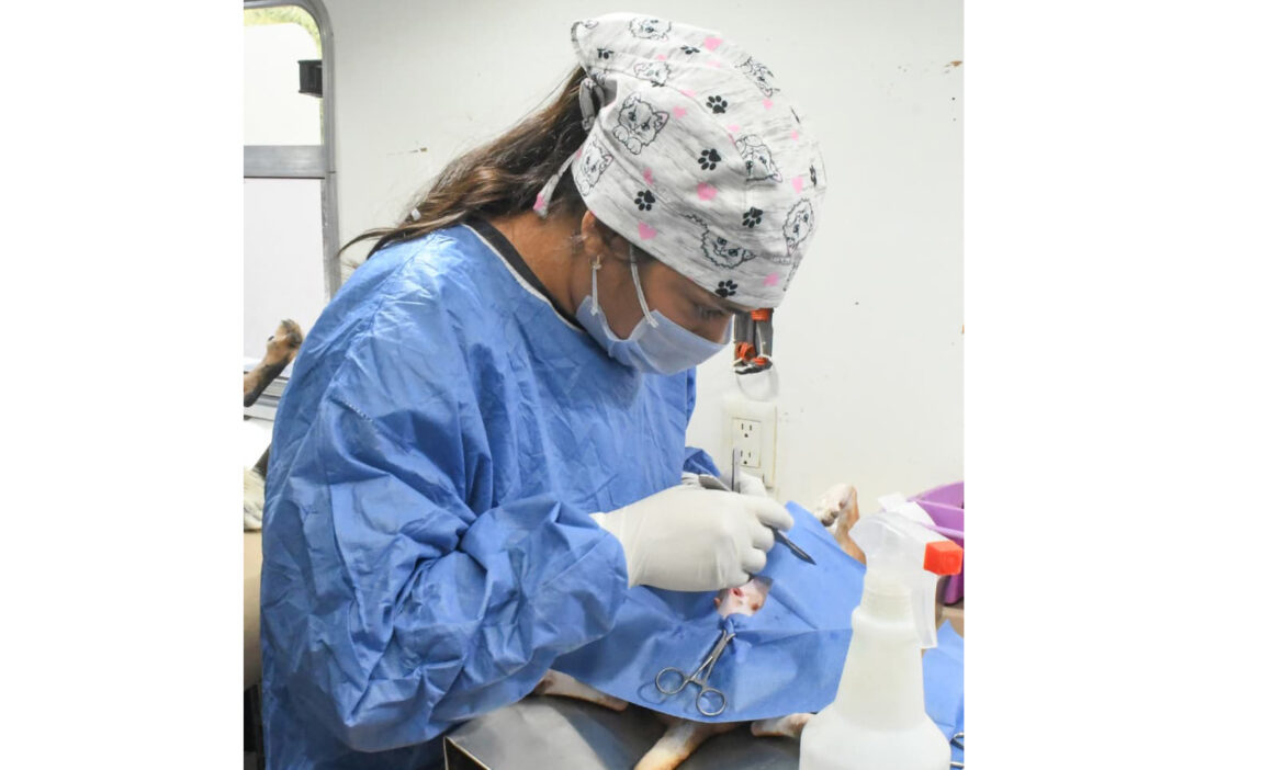 Continuarán Gobierno de Hermosillo esterilizaciones gratuitas para perros y gatos