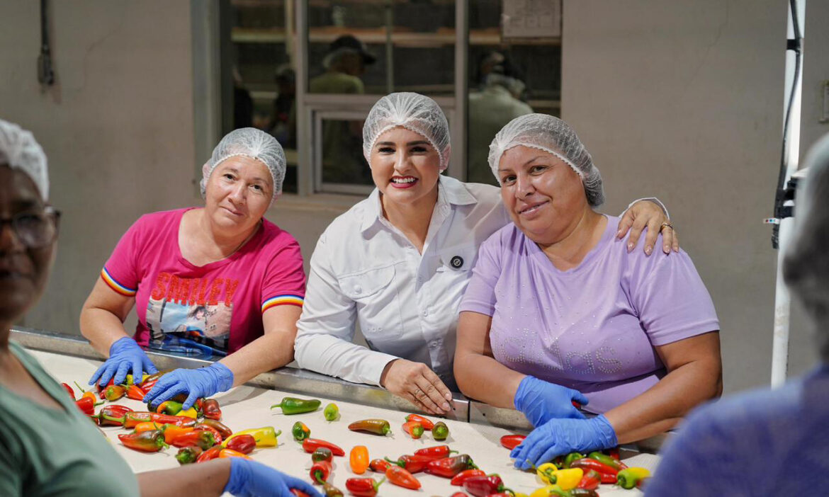 Beneficia a jornaleras producción de hortaliza y chile en los valles del Yaqui y Mayo