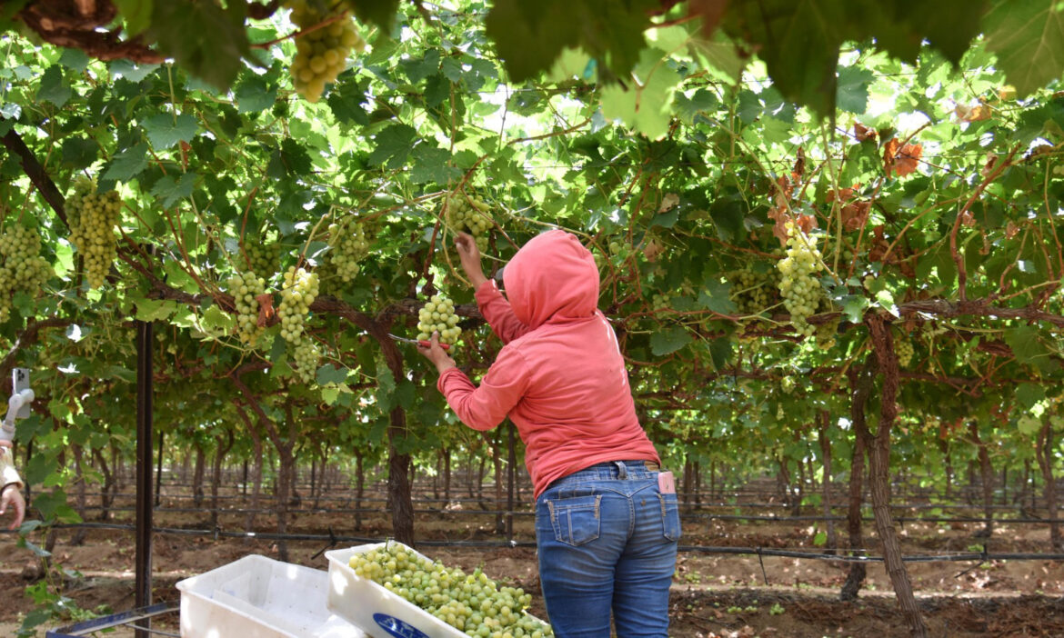 Autoridades estatales reconocen labor de trabajadores del campo