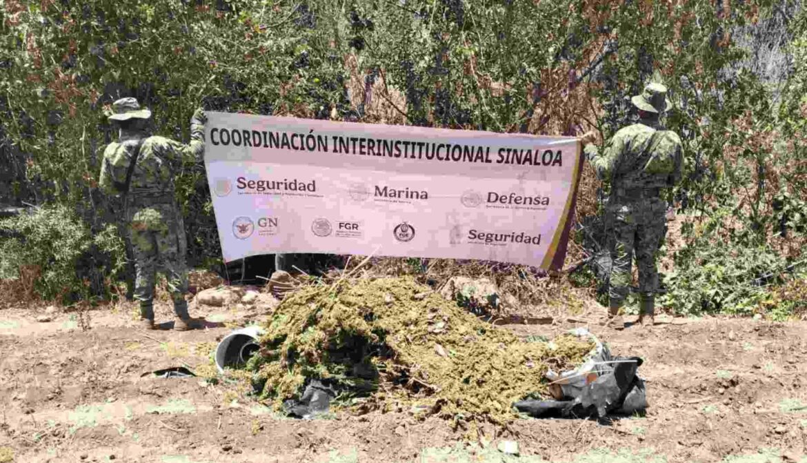 Marina destruye presunto secadero y plantío de marihuana en Sinaloa