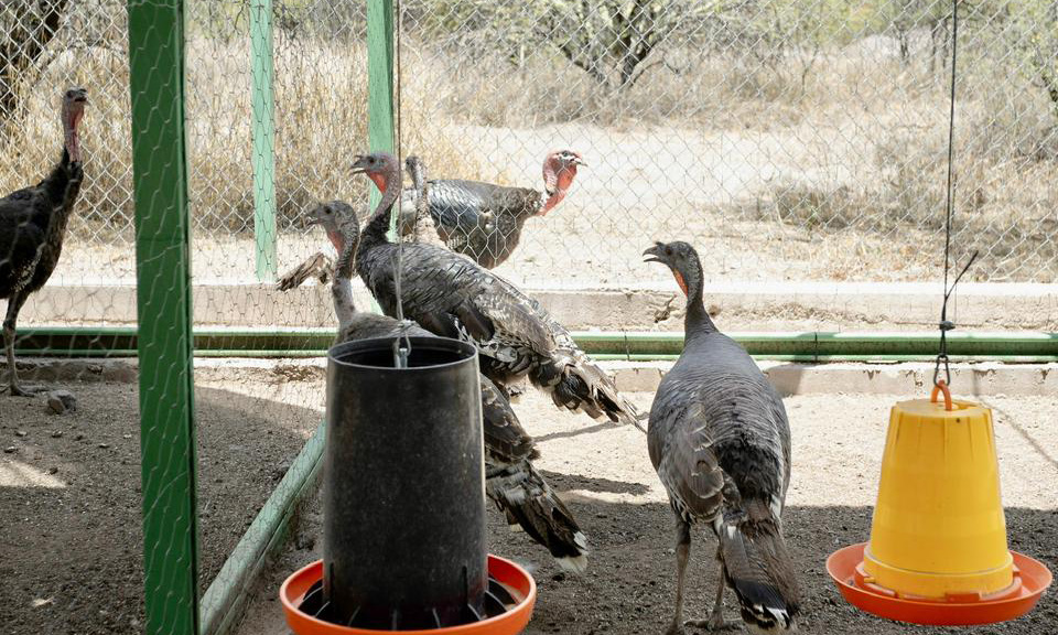 Impulsan proyecto de repoblación de guajolote en la Universidad de la Sierra