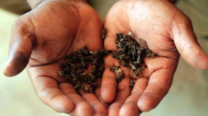 Rescata Protección Civil de Nuevo Laredo más de 320 enjambres de abejas en 2026