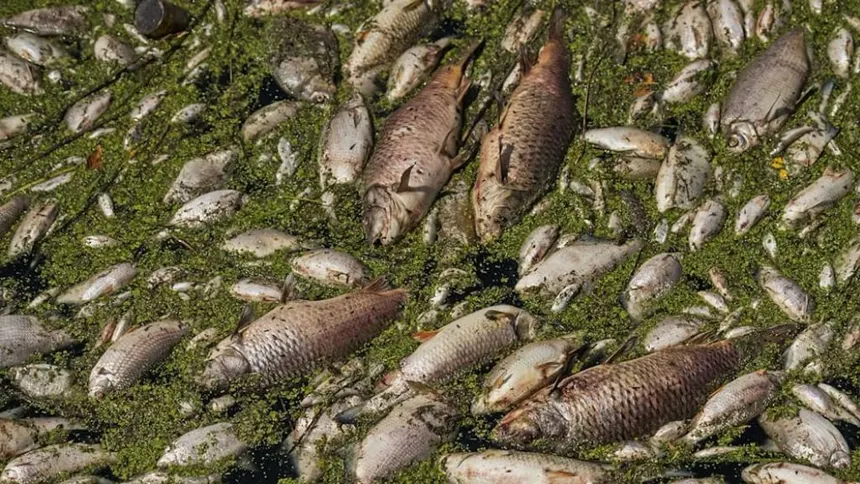 Calor extremo y contaminación matan a cientos de peces en lago de India