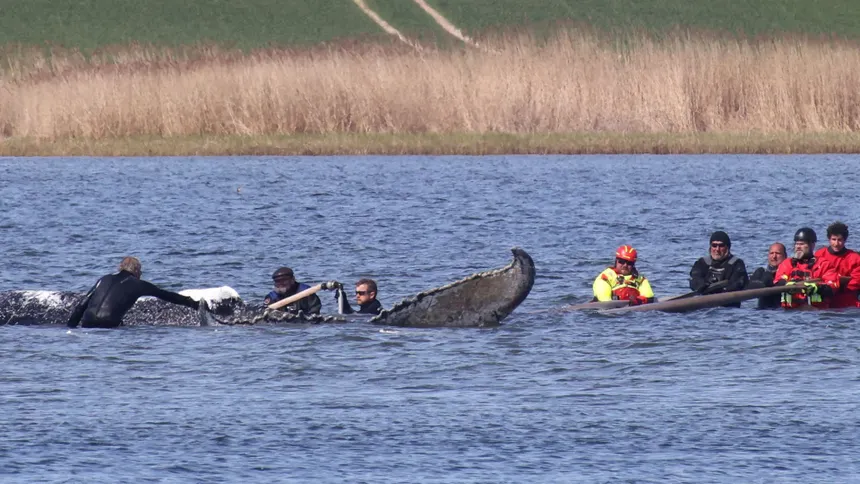 Ballena “Timmy” será sometida a autopsia en Dinamarca