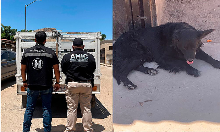 Rescatan a canino en condición de abandono en la colonia Fuente de Piedra