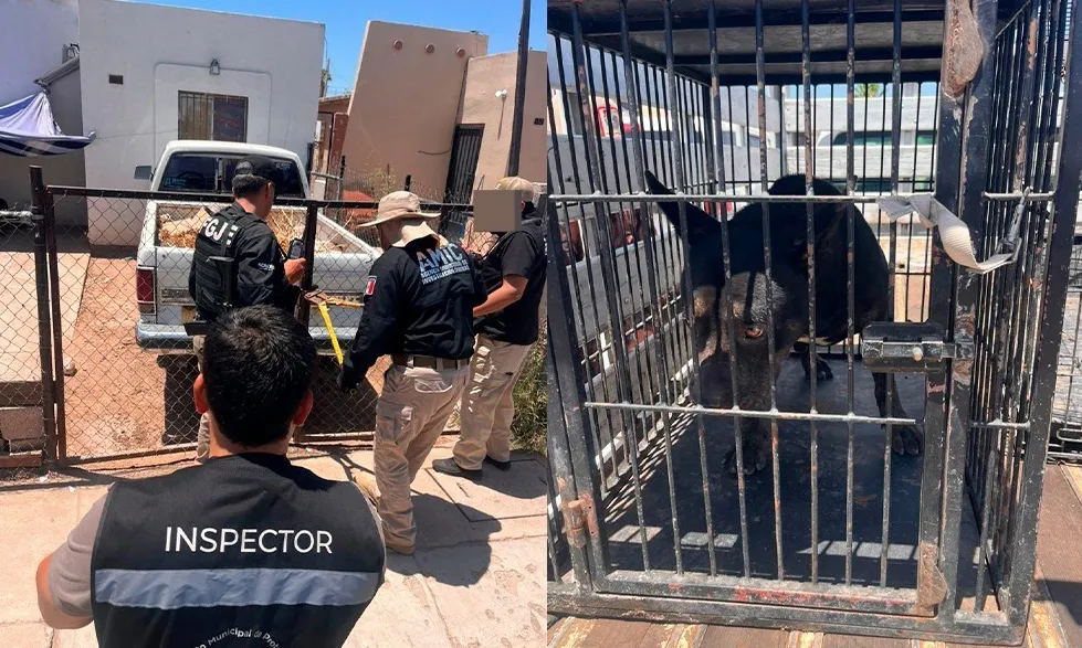 Rescatan a perro Pitbull víctima de maltrato en la colonia Real de Minas