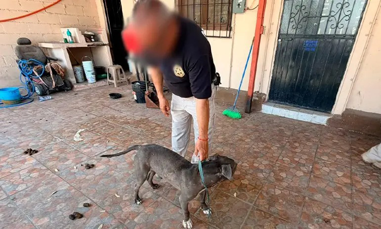 Rescatan a canino de maltrato animal en Guaymas