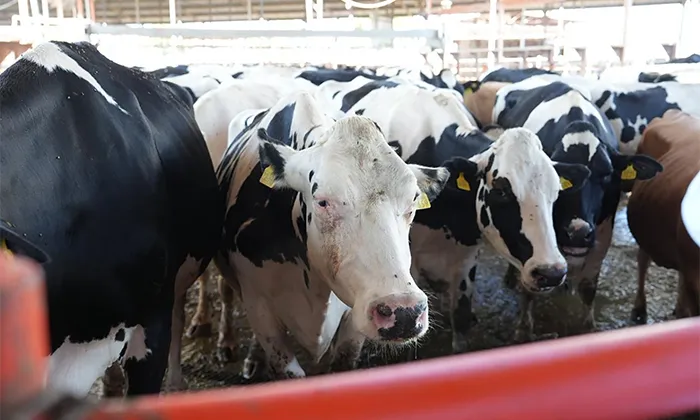 Producción lechera fortalece economía rural en la entidad