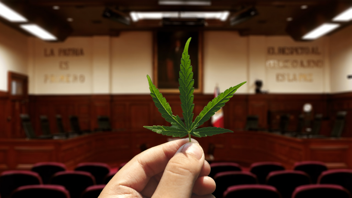 Cofepris acatará resolución de la SCJN sobre autoconsumo lúdico de cannabis