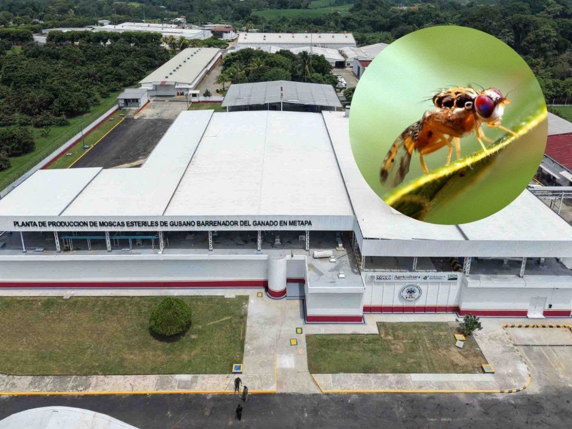México apuesta por moscas estériles para erradicar el gusano barrenador y reactivar exportaciones
