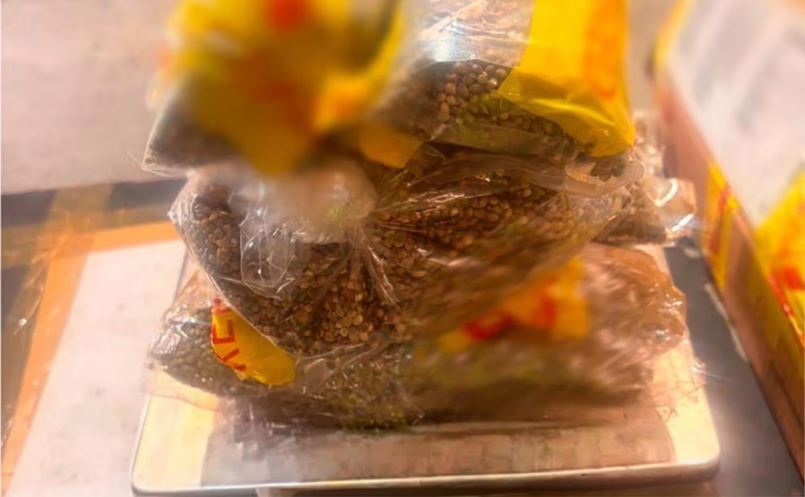 Decomisan 2.5 kilos de semillas de cannabis en Guadalajara