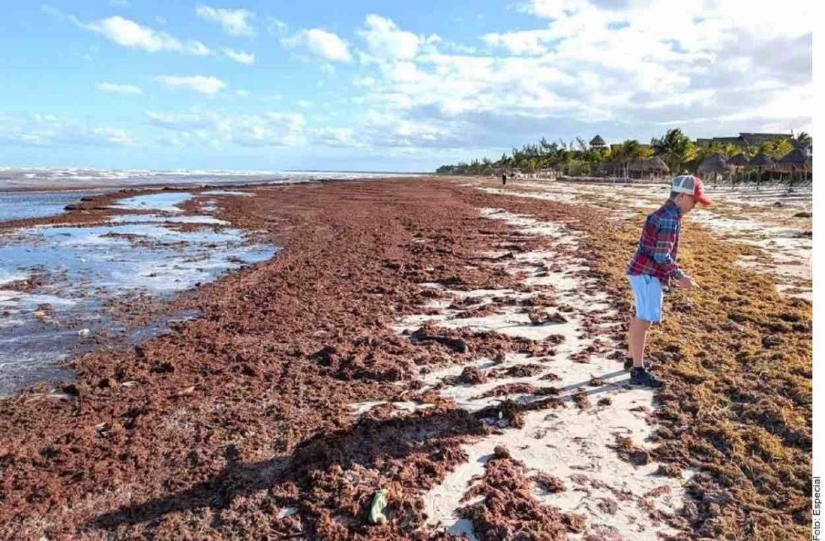 Llegan 9 mil toneladas diarias de sargazo a QR: Bárcena