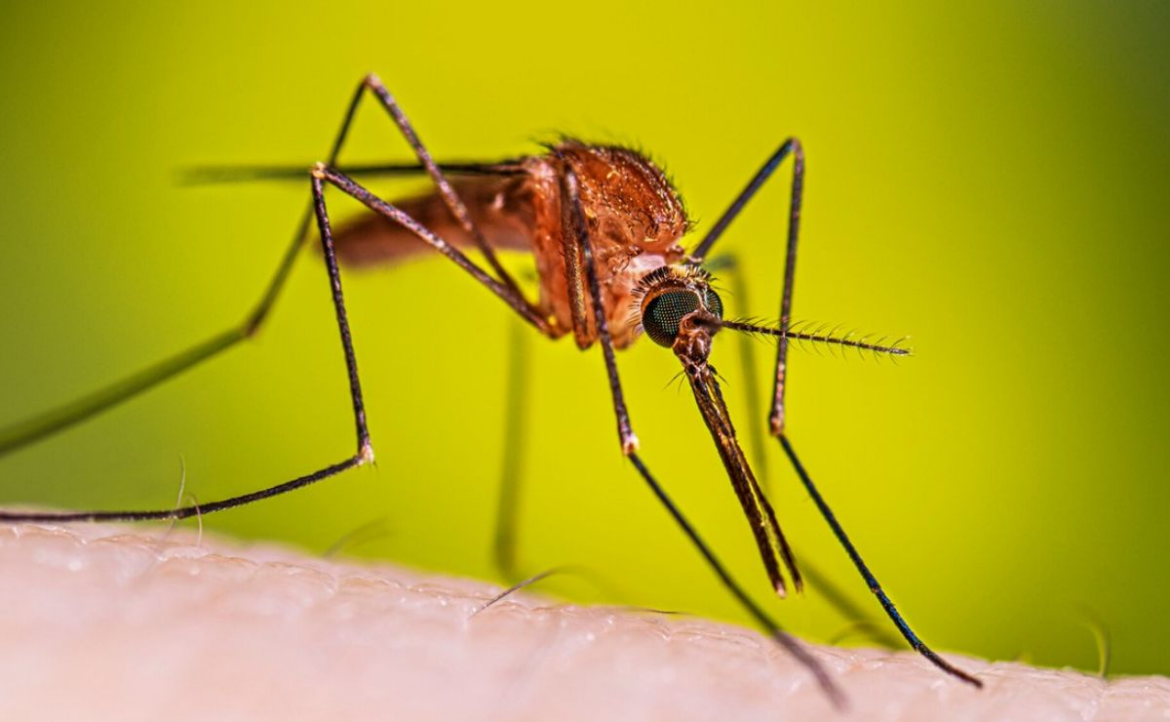 Jalisco confirma caso de malaria en aficionado extranjero que asistió al Mundial