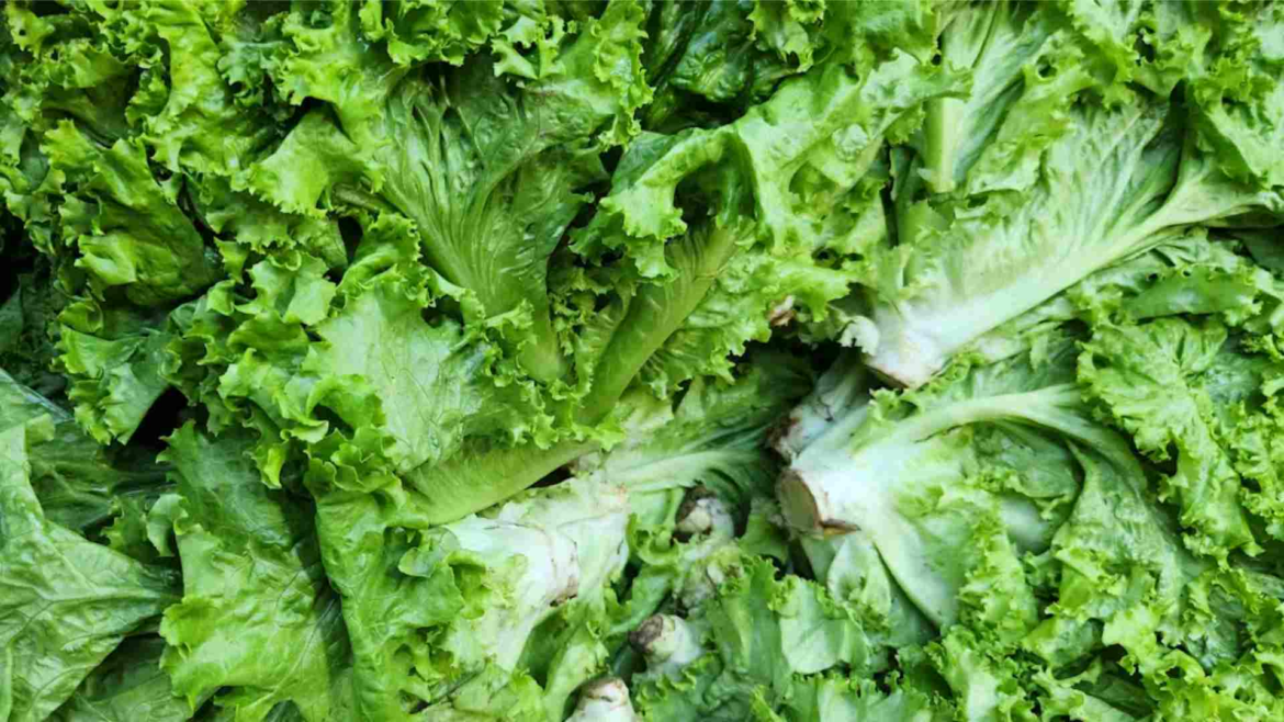 Salud descarta Cyclospora en lechugas de Taylor Farms