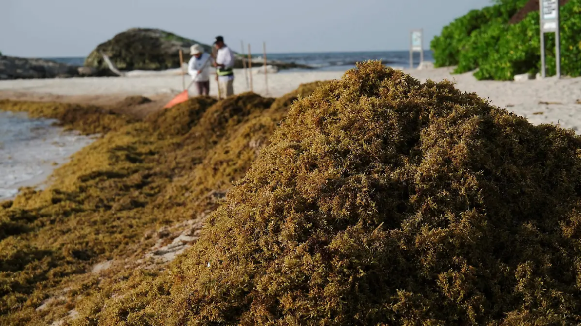 Invertirán 2 mil mdp para enfrentar el sargazo en Quintana Roo