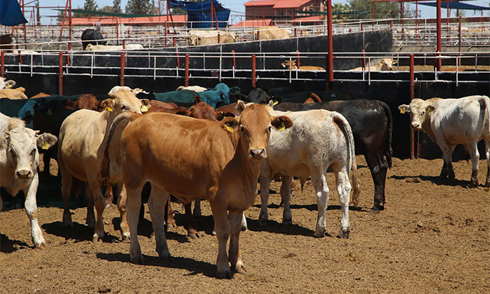 Anuncian reapertura a exportación de ganado
