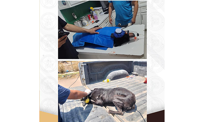 Rescatan en cateo a un can abandonado en Navojoa