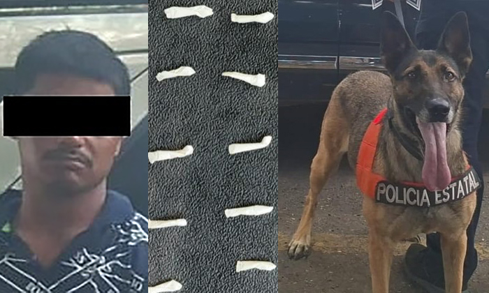 Unidad K-9 de la PESP arresta a presunto “tirador” en la colonia Solidaridad